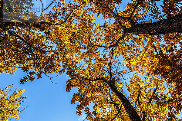 Herbstlandschaft mit Cottonwood-Bäumen in voller Herbstfärbung im Arctic Valley von Anchorage  Süd-Zentral-Alaska