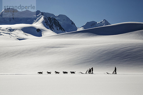 Sommertouristen auf Hundeschlittentour auf dem Colony Glacier in den Chugach Mountains  Süd-Zentral-Alaska  Sommer