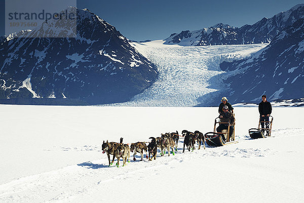 Sommertouristen auf Hundeschlittentour auf dem Colony Glacier in den Chugach Mountains  Süd-Zentral-Alaska  Sommer