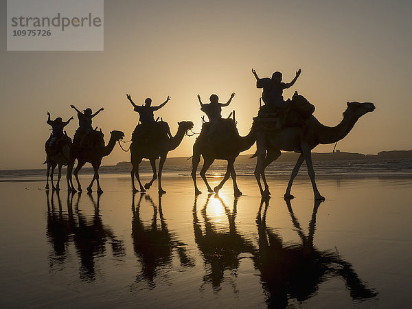 Kameltrekking bei Sonnenuntergang am Strand; Essaouira  Marokko'.