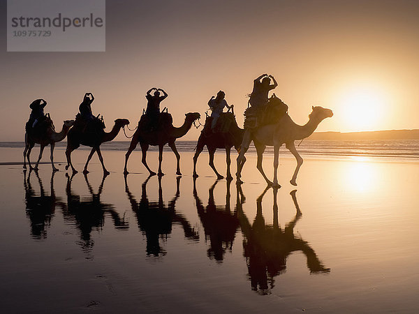 Kameltrekking bei Sonnenuntergang am Strand; Essaouira  Marokko'.