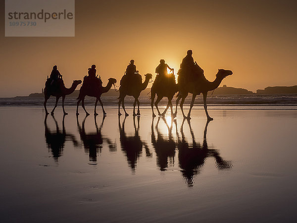 Kameltrekking bei Sonnenuntergang am Strand; Essaouira  Marokko'.