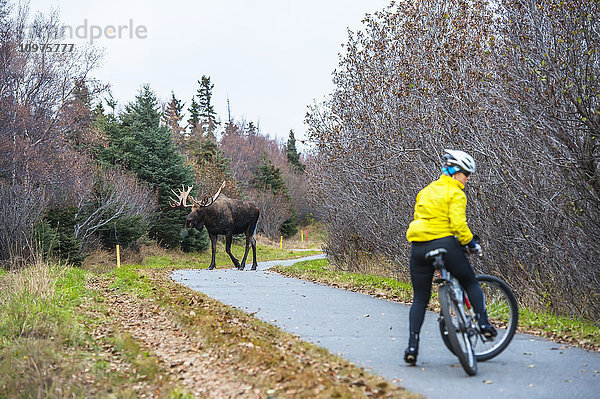Eine Radfahrerin wendet ihr Fahrrad schnell  nachdem sie auf dem Tony Knowels Bike Trail im Kincaid Park  Anchorage  Alaska  im Herbst auf einen Elchbullen in der Brunftzeit trifft.