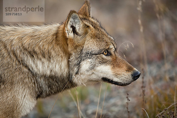 Grauer Wolf (Canis lupus)  Nahaufnahme  Denali National Park and Preserve  Inneres Alaska  USA