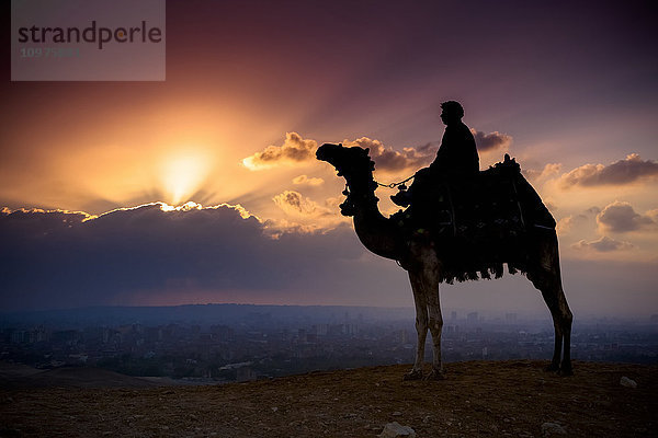 Ein einsames Kamel und sein Reiter stehen vor der untergehenden Sonne mit der Stadtlandschaft von Gizeh im Hintergrund; Gizeh  Ägypten