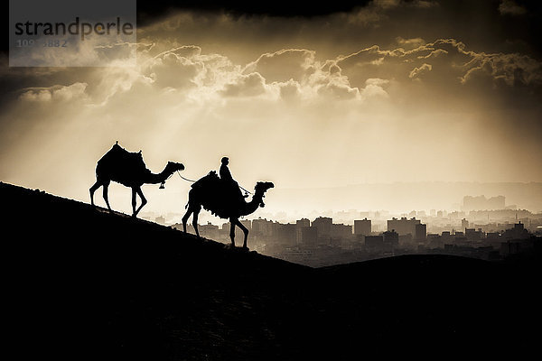 Zwei Kamele und ein Reiter gehen vor Giza  Ägypten  bei Sonnenuntergang; Giza  Ägypten'.