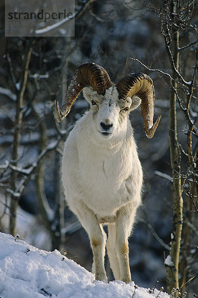 Dallschaf-Widder Winterporträt