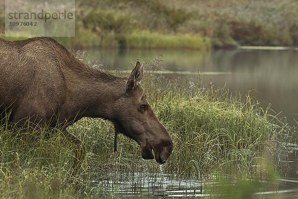 Kuh-Elch watet in einen Kessel-Teich  um sich von den Wassergräsern am frühen Morgen zu ernähren  Denali National Park & Preserve  Inner-Alaska  Herbst