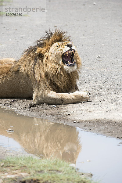 Großer dunkelhäutiger Löwe (Panthera leo) mit offenem Maul und großen Zähnen  gespiegelt in einer Pfütze in der Nähe von Ndutu  Ngorongoro Crater Conservation Area; Tansania'.