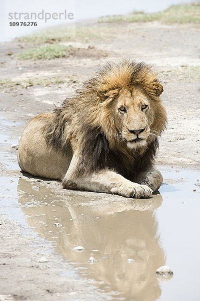 Großer  dunkelhäutiger männlicher Löwe (Panther leo) spiegelt sich in einer Pfütze in der Nähe von Ndutu  Ngorongoro Crater Conservation Area; Tansania'.