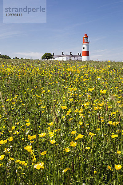 Gelbe Wildblumen auf einem Feld mit einem Leuchtturm in der Ferne; South Shields  Tyne and Wear  England'.