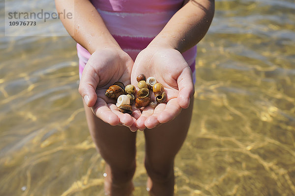 Nahaufnahme eines jungen Mädchens  das Muscheln in der Hand hält  während es im seichten Wasser des Crystal Lake steht; Ontario  Kanada'.