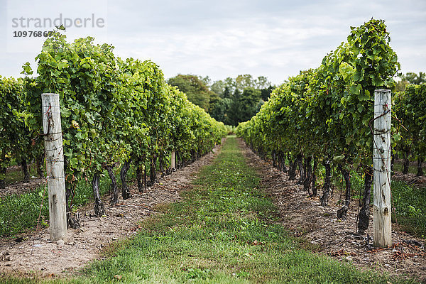 Weinstockreihen in einem Weinberg bei Niagara-on-the-Lake; Ontario  Kanada'.