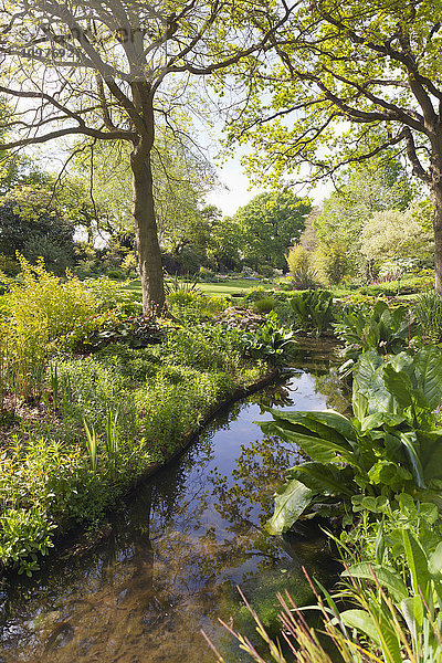 Üppiger Landschaftsgarten im Sommer mit Bäumen  die sich in einem ruhigen Bach spiegeln; Essex  England'.