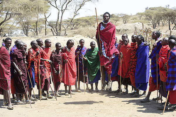 Massai-Krieger in farbenfroher Kleidung führen einen traditionellen Tanz auf  Ngorongoro-Krater-Schutzgebiet; Tansania'.