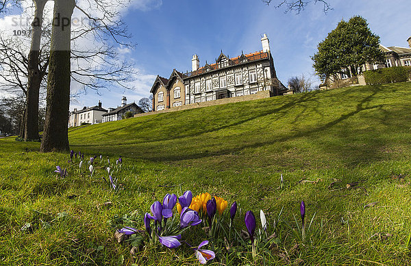 Niedriger Blickwinkel auf ein großes Haus an der Spitze eines grasbewachsenen Hügels und blühende Tulpen im Vordergrund; Whitburn  Tyne and Wear  England'.