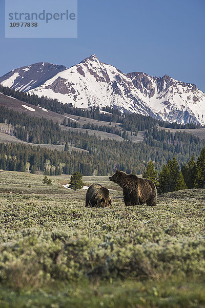 Eine Braunbärensau (Ursus arctos) und zwei Jungtiere grasen auf einem Feld im Gardners Hole-Gebiet des Yellowstone-Nationalparks; Wyoming  Vereinigte Staaten von Amerika'.