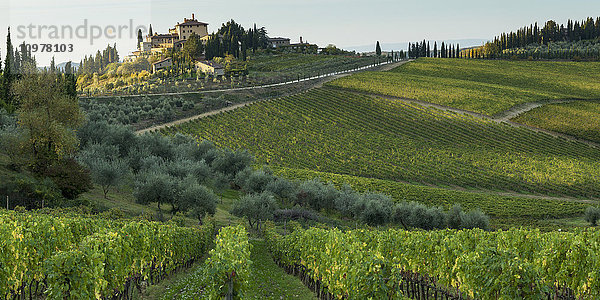 Üppige Weinberge in einer hügeligen Landschaft; Gaiole in Chianti  Toskana  Italien'.