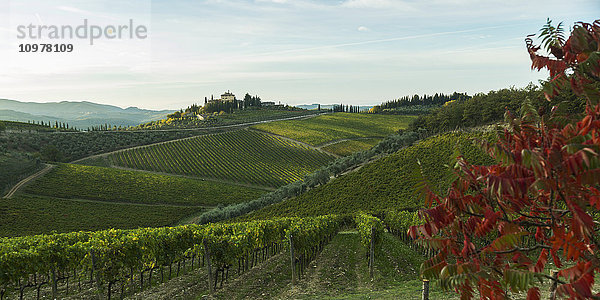 Üppige Weinberge in einer hügeligen Landschaft; Gaiole in Chianti  Toskana  Italien'.