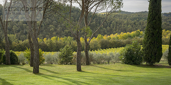 Üppiges Gras und Wald über Hügeln mit einem Weinberg auf einem Feld; Gaiole in Chianti  Toskana  Italien'.
