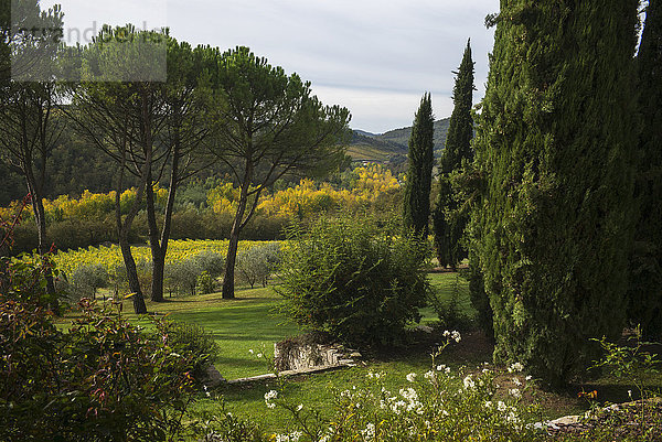 Üppiges Gras und Hügel mit einem Weinberg auf einem Feld; Gaiole in Chianti  Toskana  Italien'.