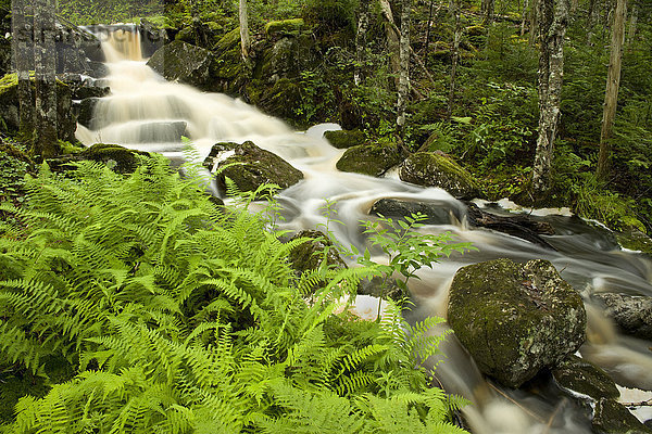 Wasserfall und Farnkraut nach starkem Sommerregen  Jordanville  Nova Scotia