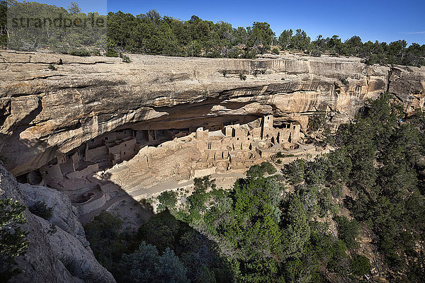 Die alten Behausungen des Cliff Palace im Mesa Verde National Park im abendlichen Sonnenlicht bei strahlend blauem Himmel; Colorado  Vereinigte Staaten von Amerika'.