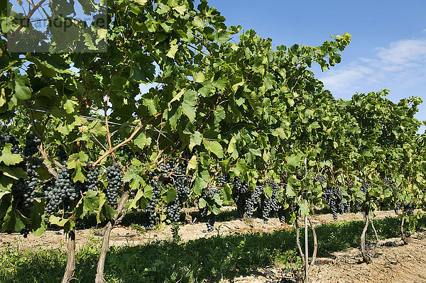 Reife Trauben an den Rebstöcken  Niagara-Weinregion  bei Beamsville  Ontario