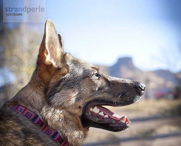 Porträt eines deutschen Schäferhundes vor dem Berg Mesa; Colorado  Usa