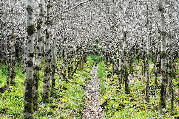 Pfad durch die Wälder zur Kylemore Abbey; Connemara  Grafschaft Galway  Irland'.