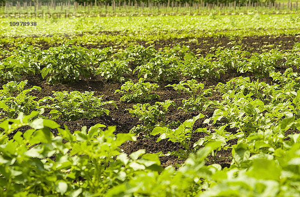 Bio-Kartoffelanbau in fruchtbarem Boden; Vernon  British Columbia  Kanada'.