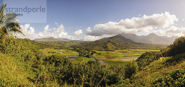 Taro-Felder; Hanalei  Kauai  Hawaii  Vereinigte Staaten von Amerika'.