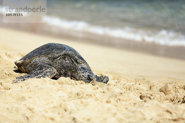 Grüne Meeresschildkröte (Chelonia mydas) sonnt sich am Strand von Poipu; Poipu  Kauai  Hawaii  Vereinigte Staaten von Amerika'.