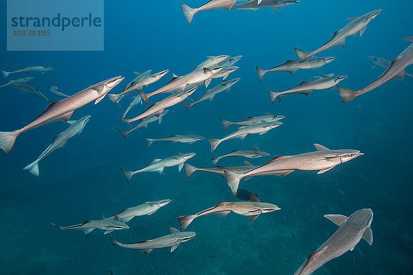 Der Remora oder Haisauger (Echeneis naucrates) heftet sich an Haie und andere große Meerestiere  um sich von den Resten ihrer Beute zu ernähren  Beqa Lagoon; Fidschi .