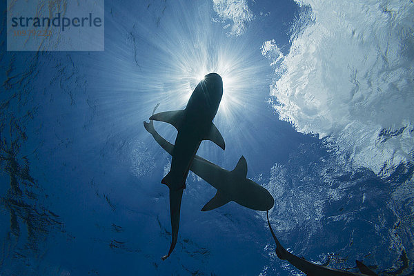 Schwarzspitzen-Riffhaie (Carcharhinus melanopterus) kreuzen knapp unter der Oberfläche vor der Insel Yap; Yap  Mikronesien'.