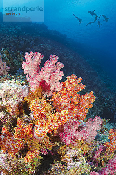 Graue Riffhaie (Carcharhinus amblyrhynchos) kreisen über Weichkorallen an einem Riff vor der Insel Yap; Yap  Mikronesien'.