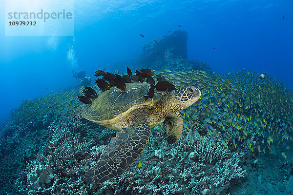 Eine grüne Meeresschildkröte (Chelonia mydas) mit einem Doktorfisch  der ihren Panzer säubert  und einem großen Schwarm blau gestreifter Schnapper mit Tauchern im Hintergrund; Hawaii  Vereinigte Staaten von Amerika'.