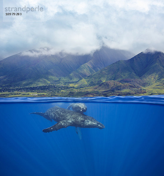 Splitbild eines Buckelwalpaares (Megaptera novaeangliae) unter Wasser vor den West Maui Mountains südlich von Lahaina; Maui  Hawaii  Vereinigte Staaten von Amerika'.