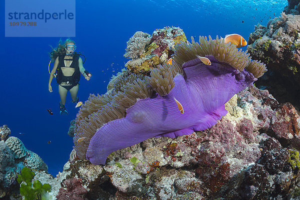 Taucher und Anemonenfisch (Amphiprion perideraion) und eine Anemone (Heteractis magnifica); Yap  Mikronesien'.