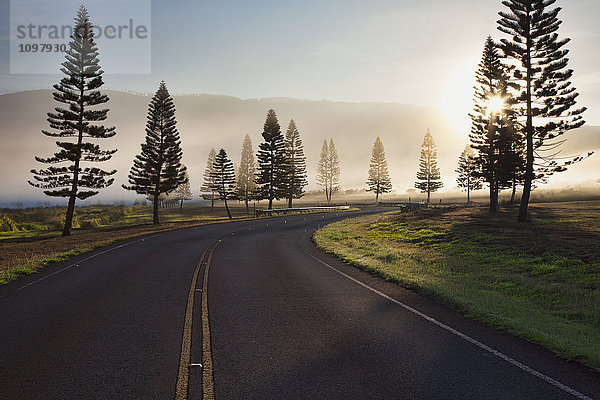 Früher Morgennebel auf der Manele Road; Lanai  Hawaii  Vereinigte Staaten von Amerika'.