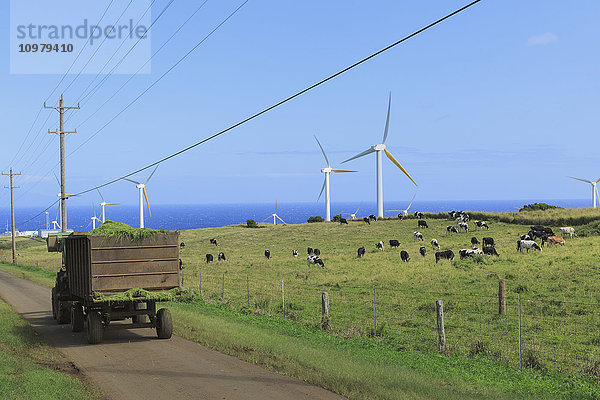 Heusilage-Wagen passiert grasende Holstein-Milchkühe mit Windrädern und Stromleitungen North Kohala; Upolu  Insel Hawaii  Hawaii  Vereinigte Staaten von Amerika'.