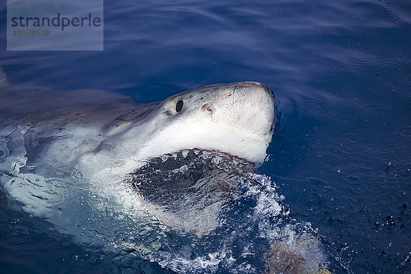 Weißer Hai (Carcharodon carcharias) beißt an der Wasseroberfläche; Insel Guadalupe  Mexiko'.