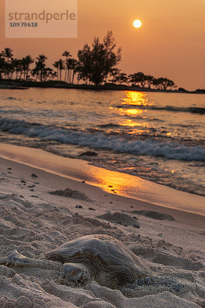 Eine Meeresschildkröte ruht am Strand bei Sonnenuntergang in der Nähe von Kailua-Kona; Insel Hawaii  Hawaii  Vereinigte Staaten von Amerika'.