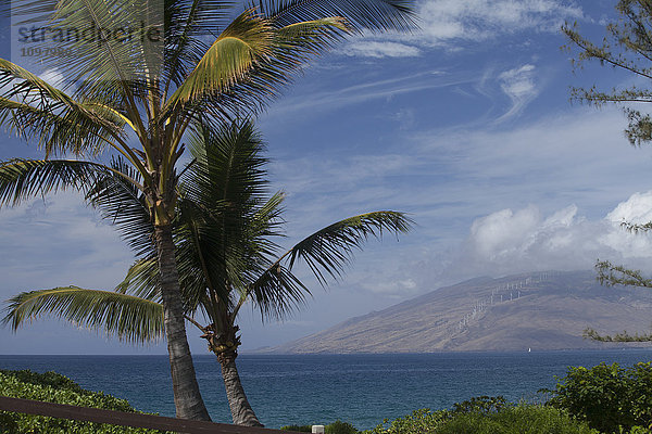 Palmen bei Kalama Beach Park  West Maui Mountains im Hintergrund; Kihei  Maui  Hawaii  Vereinigte Staaten von Amerika'.