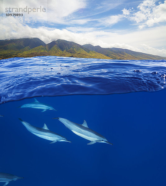 Teilansicht eines Spinnerdelfins (Stenella longirostris) unten und der Insel Maui oben; Maui  Hawaii  Vereinigte Staaten von Amerika