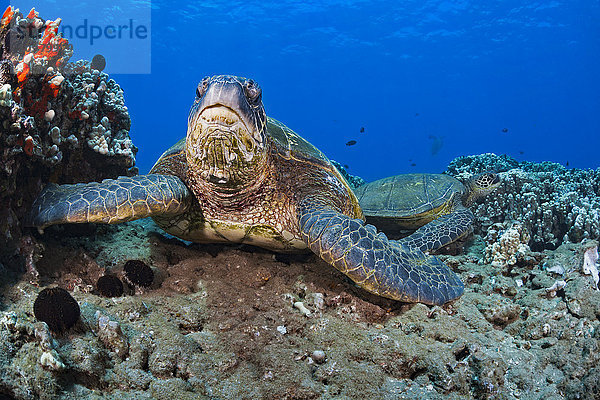 Grüne Meeresschildkröte (Chelonia mydas)  eine gefährdete Art; Hawaii  Vereinigte Staaten von Amerika'.