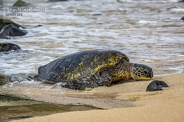 Grüne Meeresschildkröte (Chelonia mydas)  eine vom Aussterben bedrohte Art  kommt aus dem Pazifischen Ozean an den Strand; Maui  Hawaii  Vereinigte Staaten von Amerika'.