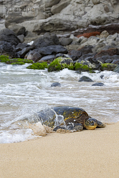 Grüne Meeresschildkröte (Chelonia mydas)  eine vom Aussterben bedrohte Art  kommt aus dem Pazifischen Ozean an den Strand; Maui  Hawaii  Vereinigte Staaten von Amerika'.