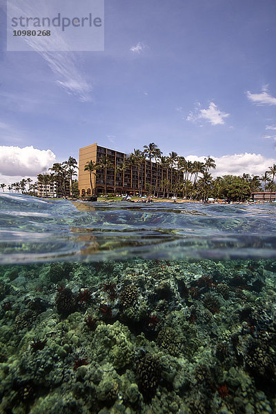 Korallen unter Wasser mit Blick auf Hotels und Palmen an der Küste; Hawaii  Vereinigte Staaten von Amerika'.