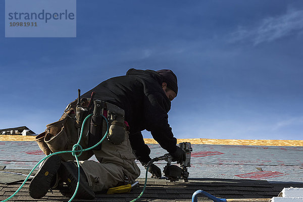 Männlicher Dachdecker mit Druckluftnagler auf dem Dach nagelt neue Schindeln mit blauem Himmel; Calgary  Alberta  Kanada'.